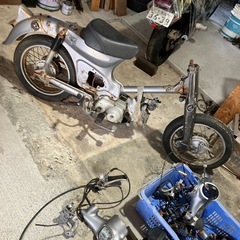 リトルカブの画像