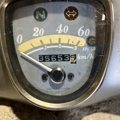 リトルカブの画像