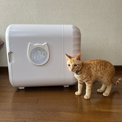 【Totoro ball】ペットドライルームの画像