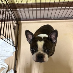 ボストンテリア　6才　メス