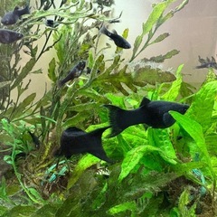 ブラックライヤーテールモーリーと水草水槽セットの画像