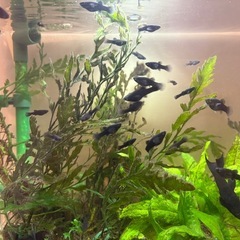 ブラックライヤーテールモーリーと水草水槽セットの画像