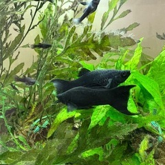 ブラックライヤーテールモーリーと水草水槽セットの画像