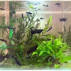 ブラックライヤーテールモーリーと水草水槽セットの画像