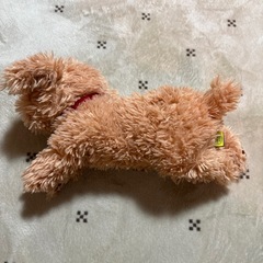 サンレモン＊ひざわんこの画像