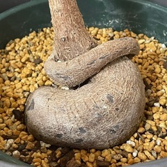 観葉植物　ボトルツリーの画像