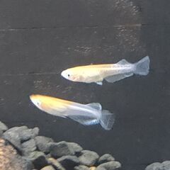 ★近松めだか（レッドクリフ紅白タイプメダカ）の画像