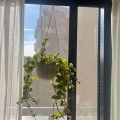 【引越しのためお譲りします】ペペロミア・ロツンディフォリアの画像