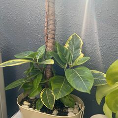 【引越しのためお譲りします】フィカス・アルティシマ（斑入り）の画像