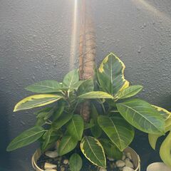 【引越しのためお譲りします】フィカス・アルティシマ（斑入り）の画像