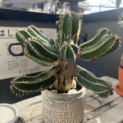 【引越しのためお譲りします】ユーフォルビア・ラクテアの画像