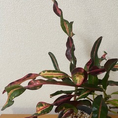 観葉植物　クロトン　ツイストの画像