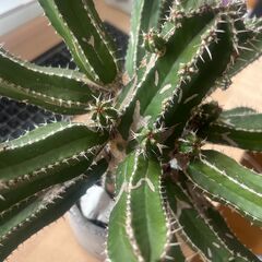 【引越しのためお譲りします】ユーフォルビア・ラクテアの画像