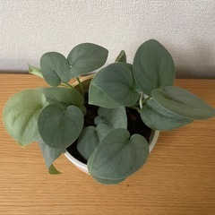 観葉植物　スキンダプサス　シルバーの画像