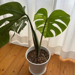 斑入りモンステラの画像