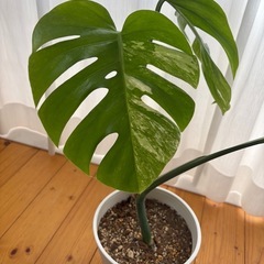 斑入りモンステラの画像