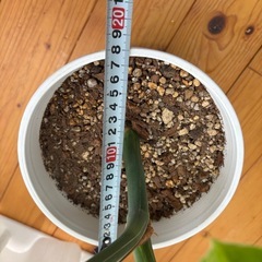 斑入りモンステラの画像