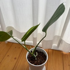 斑入りモンステラの画像