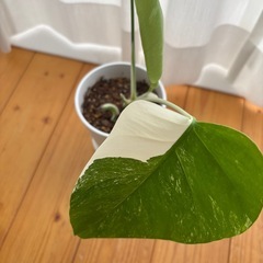 斑入りモンステラの画像