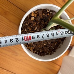 斑入りモンステラの画像