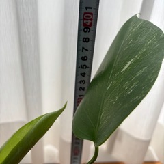 斑入りモンステラの画像