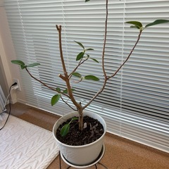 ゴムの木　　鉢植え🪴の画像