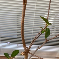 ゴムの木　　鉢植え🪴の画像