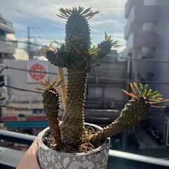 【引越しのためお譲りします】ユーフォルビア・プラティクラダの画像