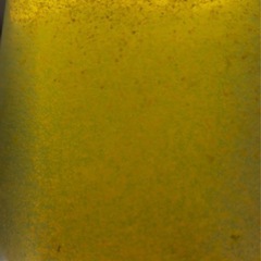 爆盛タマミジンコの画像