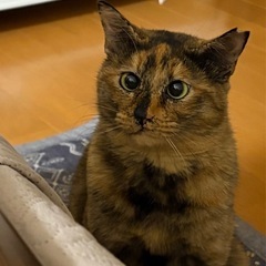 寄り目がかわいいサビ　女の子　