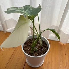 斑入りモンステラの画像