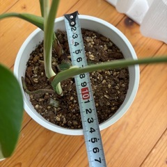 斑入りモンステラの画像