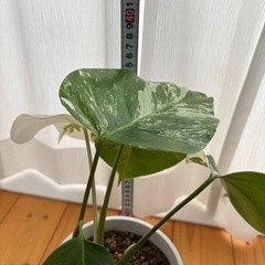 斑入りモンステラの画像