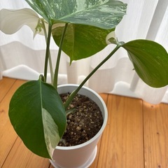 斑入りモンステラの画像