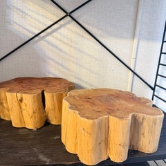 イチイ オンコ 輪切り 年輪の画像