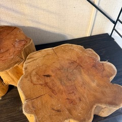 イチイ オンコ 輪切り 年輪の画像