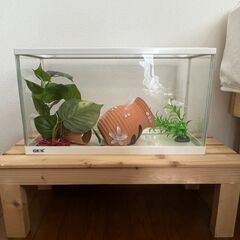 【引越しのためお譲りします】ガラス水槽（付属品付き）の画像