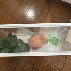 【引越しのためお譲りします】ガラス水槽（付属品付き）の画像