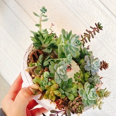 No.21そのまま飾れる多肉植物寄せ植えリース風　ハンドメイドリメイクの画像