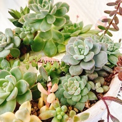 No.21そのまま飾れる多肉植物寄せ植えリース風　ハンドメイドリメイクの画像