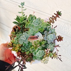 No.21そのまま飾れる多肉植物寄せ植えリース風　ハンドメイドリメイクの画像