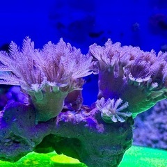 ウミアザミ　パクパクタイプの画像