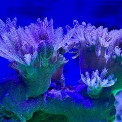 ウミアザミ　パクパクタイプの画像