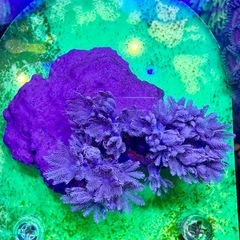 ウミアザミ　パクパクタイプの画像