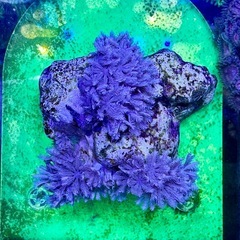 パクパクタイプ　ウミアザミの画像