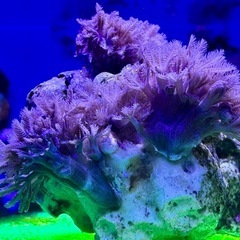 パクパクタイプ　ウミアザミの画像