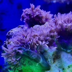 パクパクタイプ　ウミアザミの画像