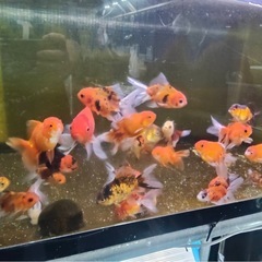 【成約済】金魚３４匹まとめ売りの画像