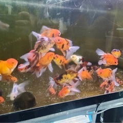 【成約済】金魚３４匹まとめ売りの画像