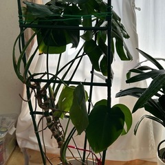 モンステラ（お話中です）の画像